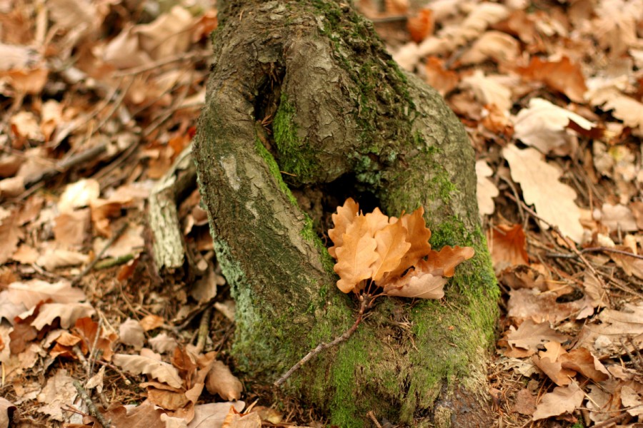 Krásy našich lesů